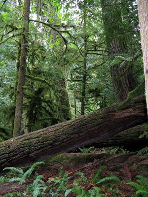 Cathedral Grove