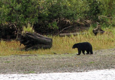 Bär Port Alberni