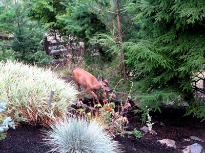 Reh im Garten