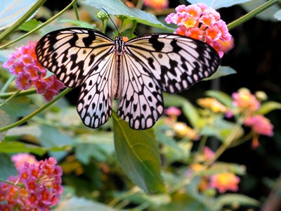 Butterfly Garden