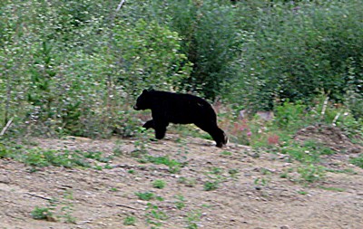 Schwarzbär