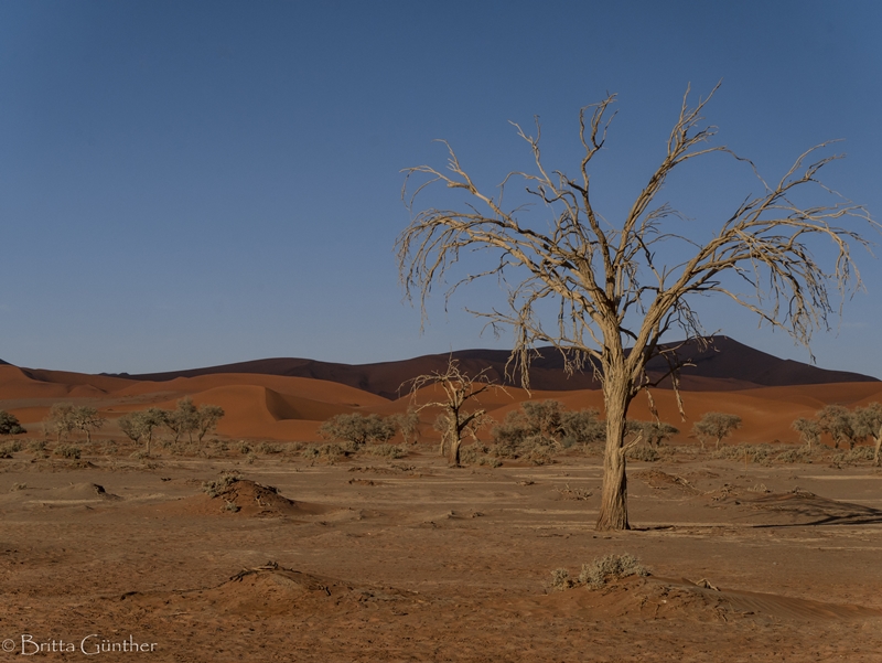 Baum Soususvlei