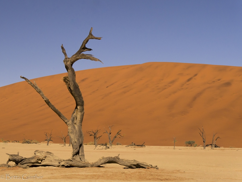 Baumstumpf im Deadvlei