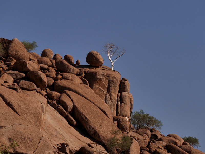 Weiße Bäume Twyfelfontein