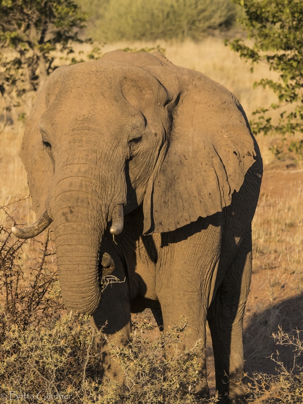 Wüstenelefant