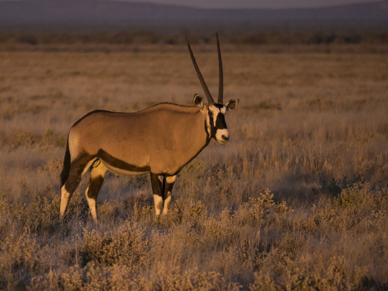 Oryx Antilope