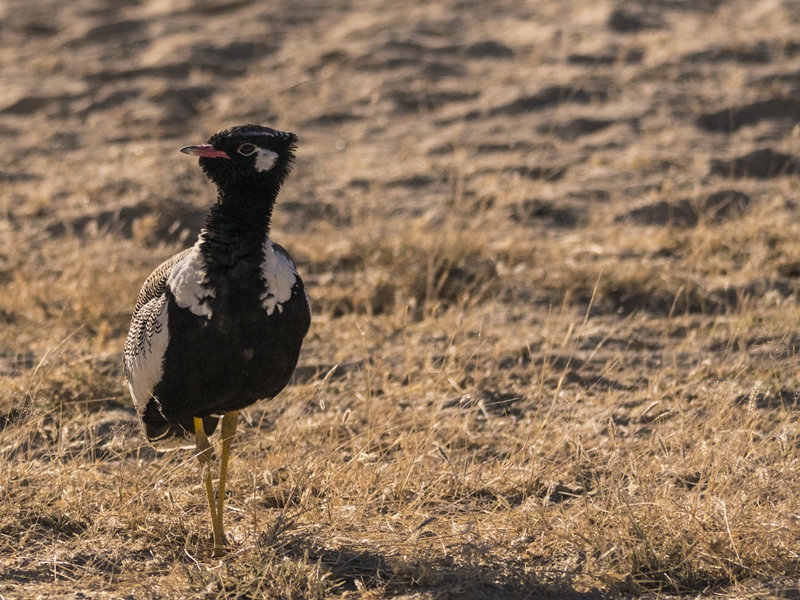 Wüstenvogel