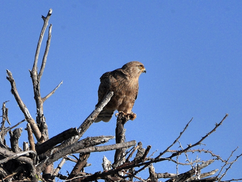 Adler im Baum