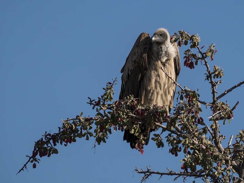 Geier im Baum