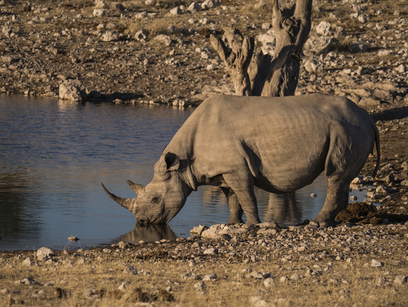 Spitzmaulnashorn