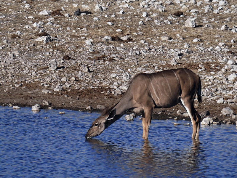 Kudu am Wasserloch