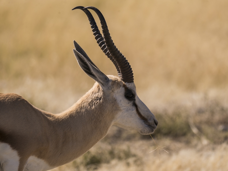 männliches Impala