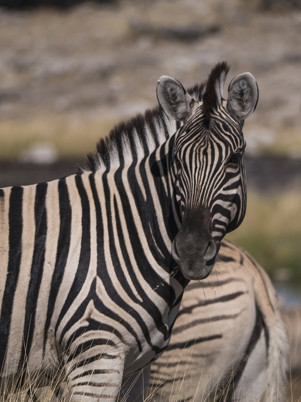 Zebras