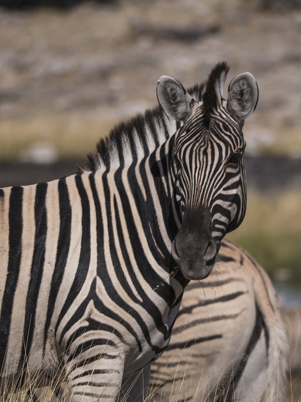 Zebras