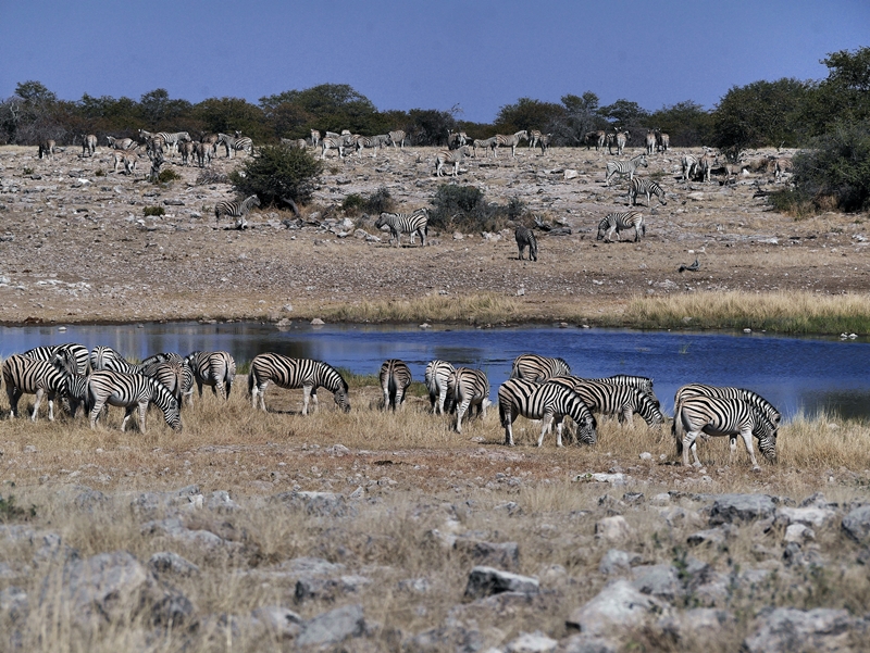 Zebraherde am Wasserloch