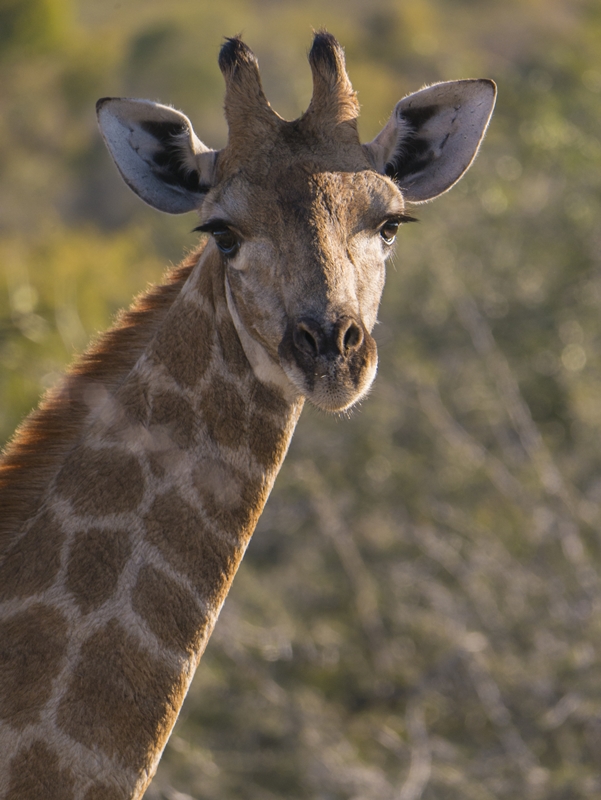 Giraffe