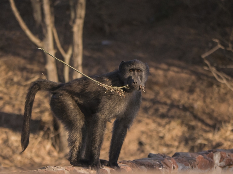 Gibbon beim Frühstück