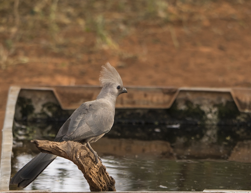 Vogel an der Tränke