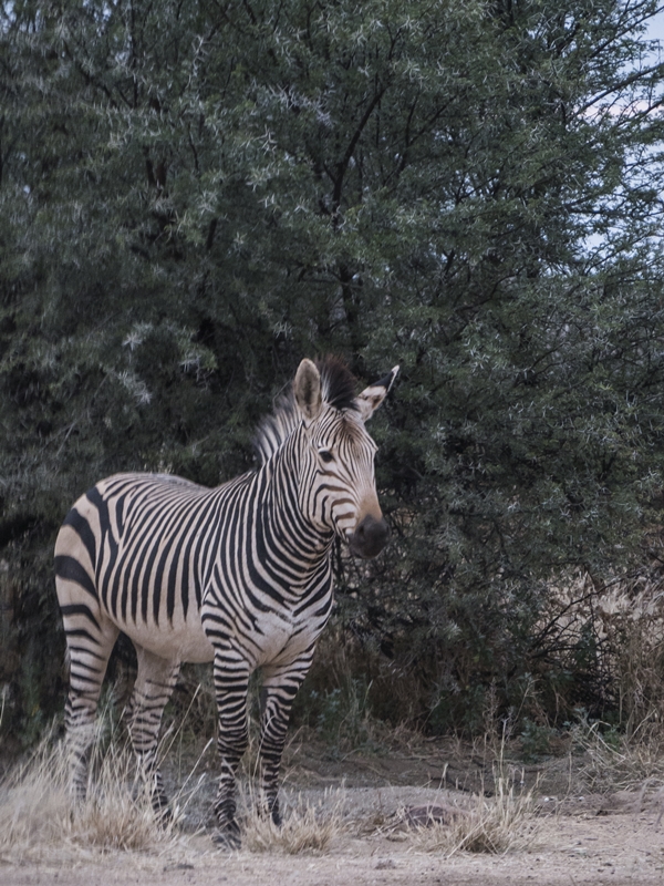 Bergzebra