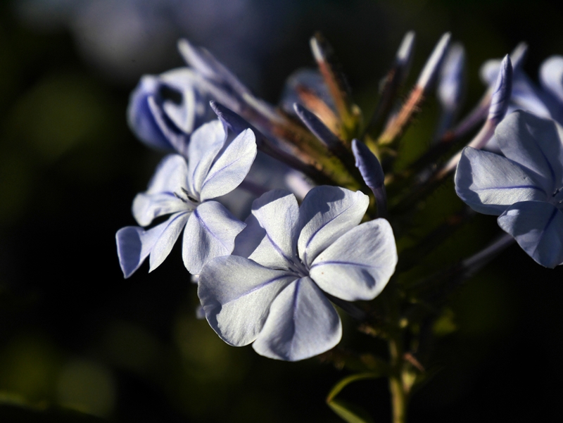 Blumen Namibias