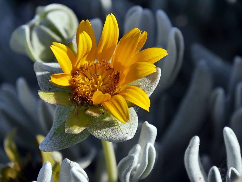 Blumen Namibias