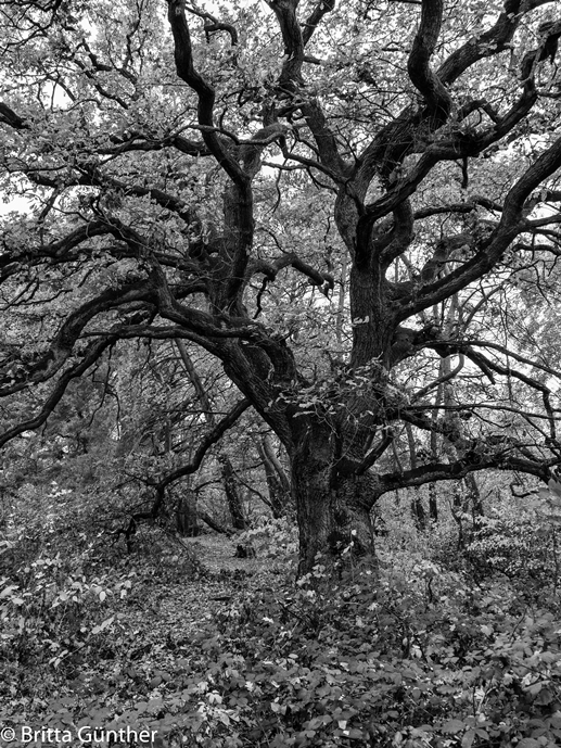 alter Baum in schwarz-weiß