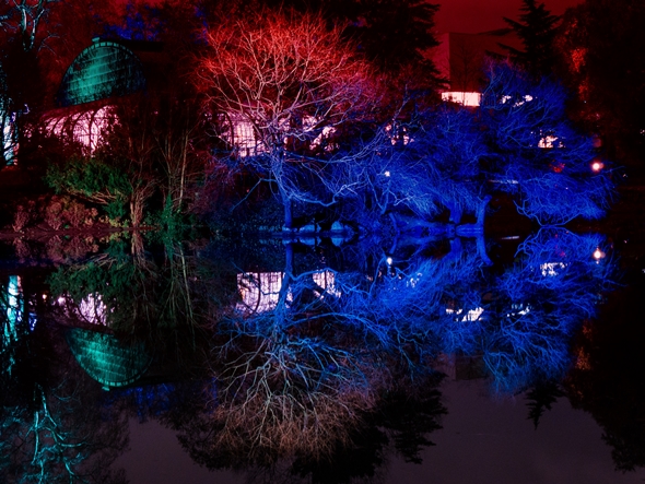 bunt beleuchtete Bäume bei Nacht