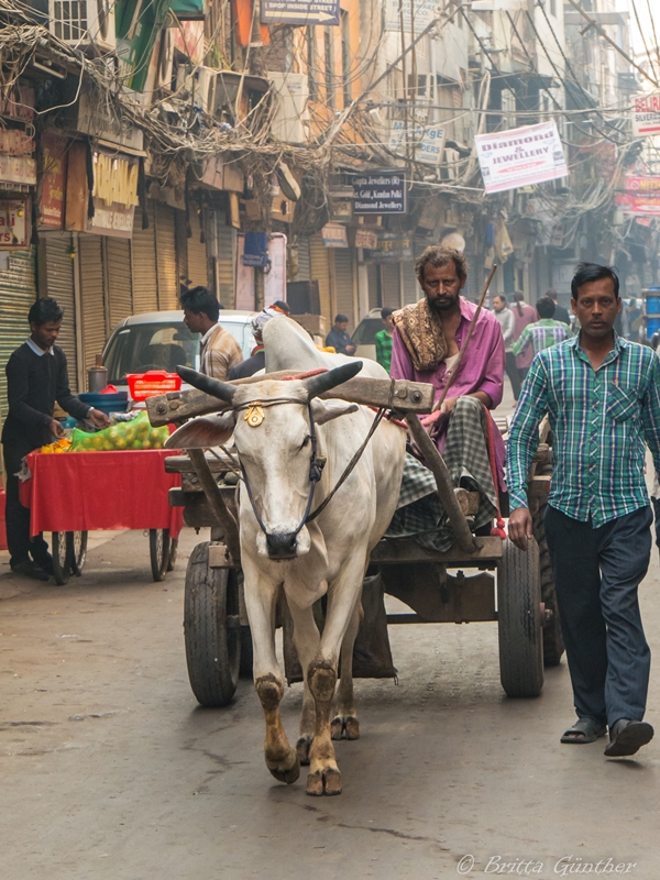 Ochsenkarren in Old Delhi