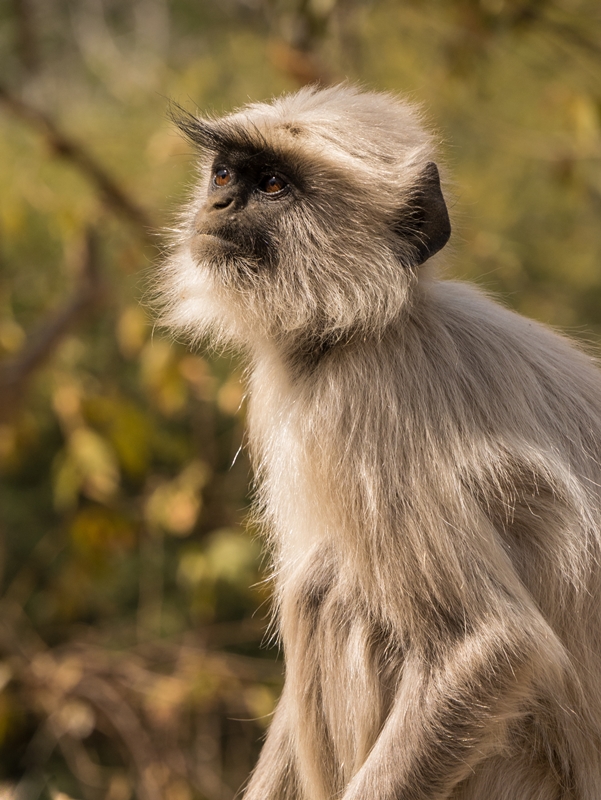 Hanuman Langur