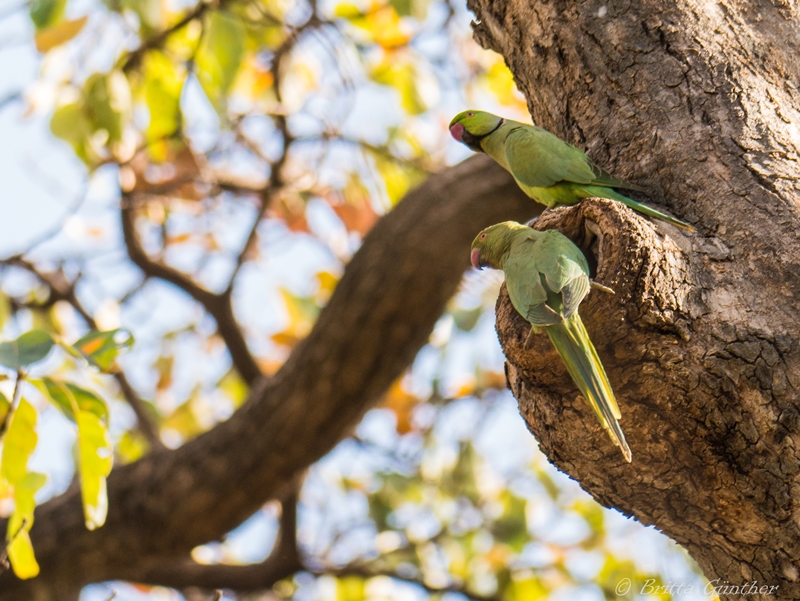 Papageienpärchen - Ranthambore