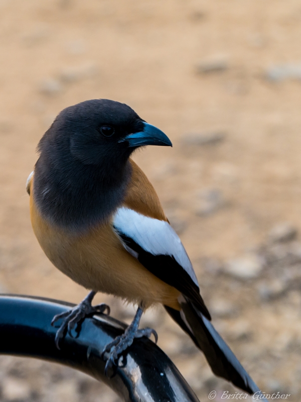 indische Elster - Ranthambore