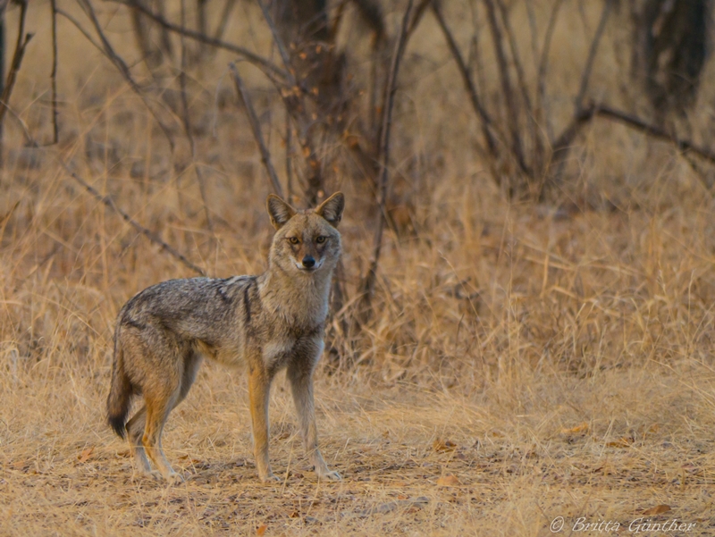 indischer Schakal - Ranthambore