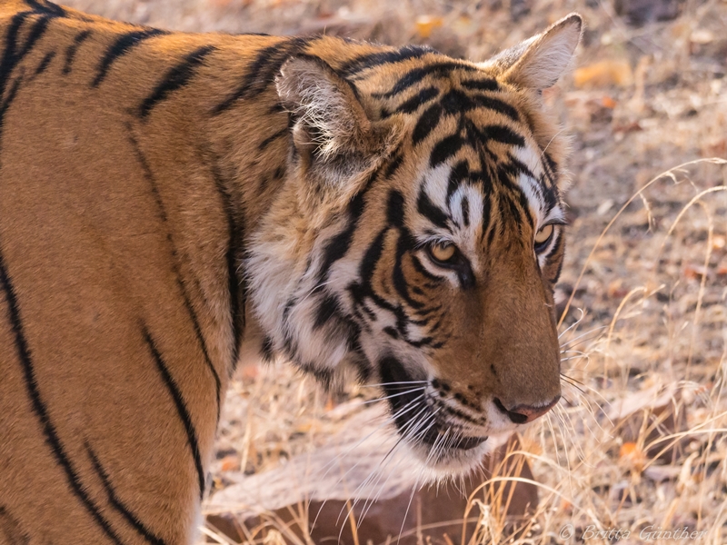 Tigerkopf - Ranthambore