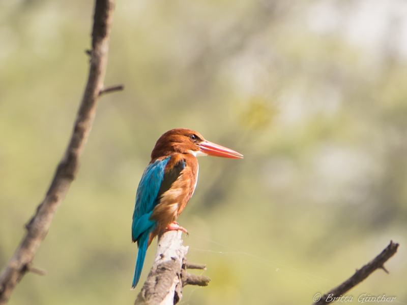 Eisvogel - Barathpur