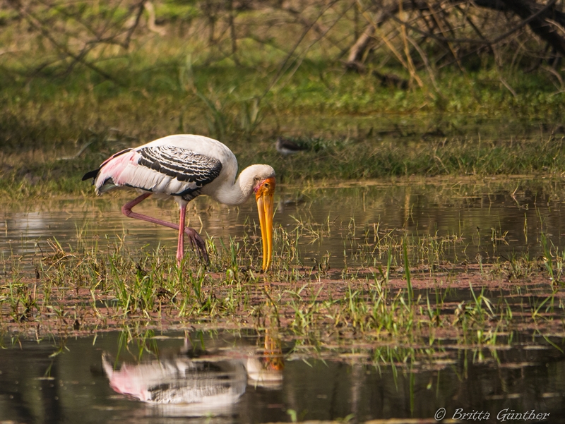 Buntstorch - Barathpur