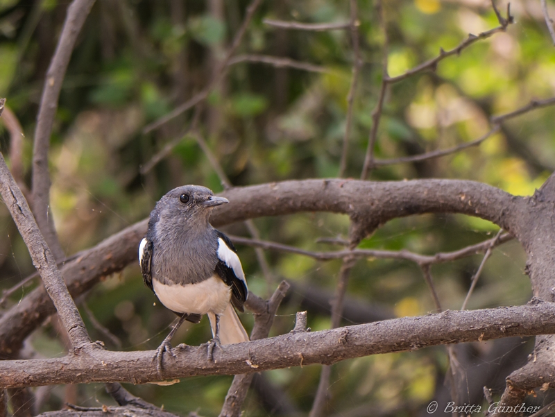 grauer kleiner Vogel - Barathpur