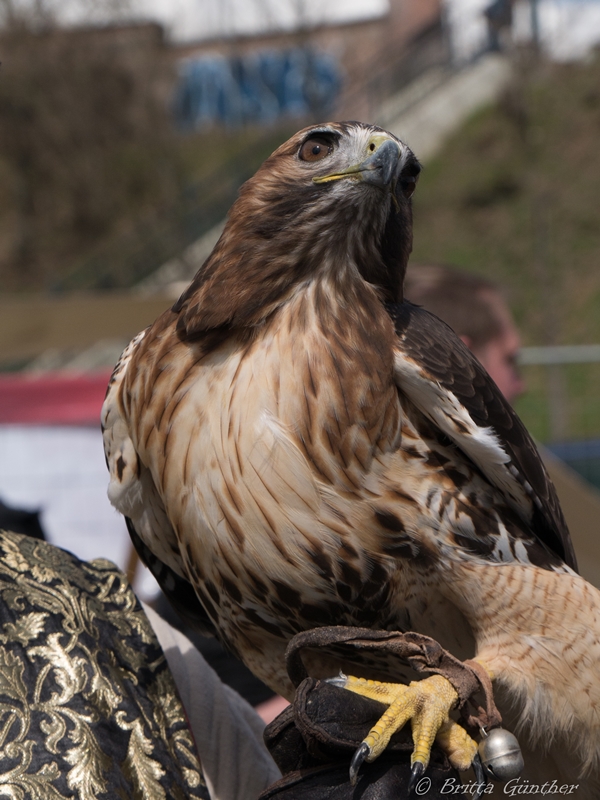 Bussard