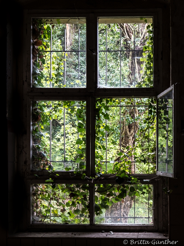 Ausblick mit Bäumen