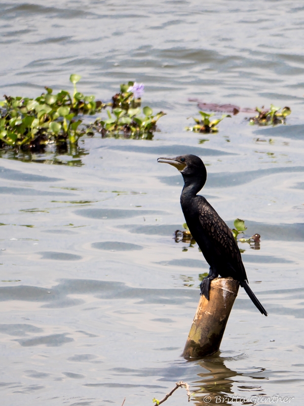 Kormoran