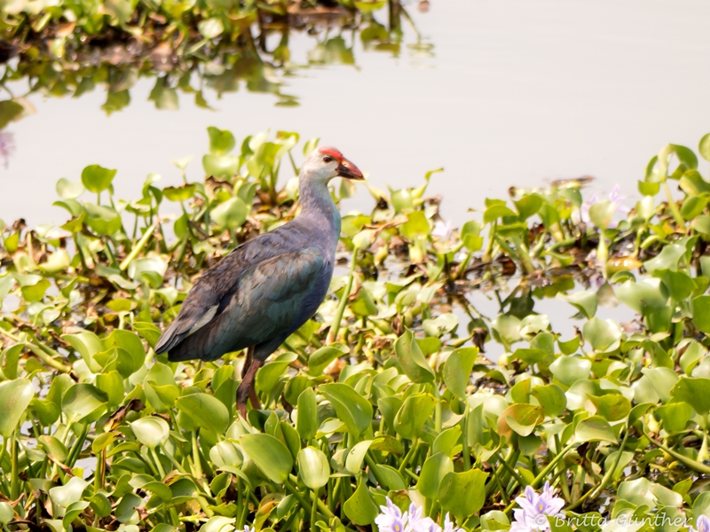 Vogel auf dem Wasser