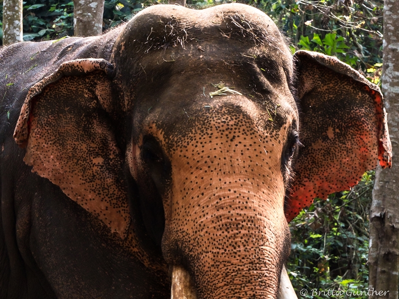 Aufgebrachter Elefant