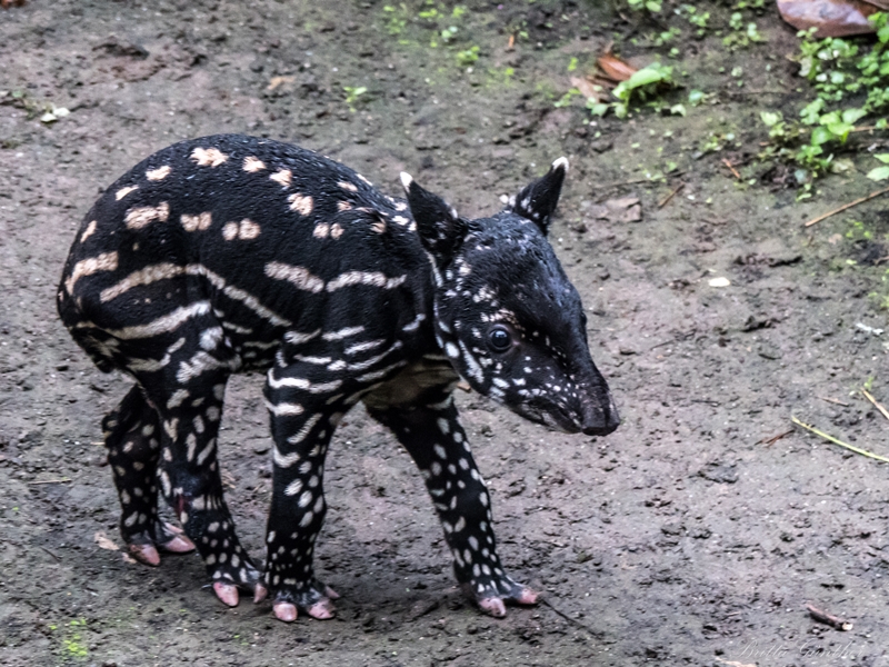 Tapirbaby