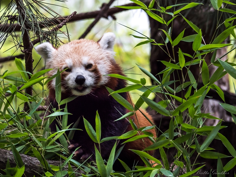 Roter Panda