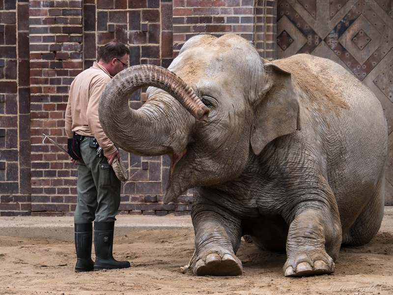 Elefant beim Training