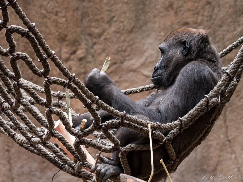 Gorilla beim Chillen