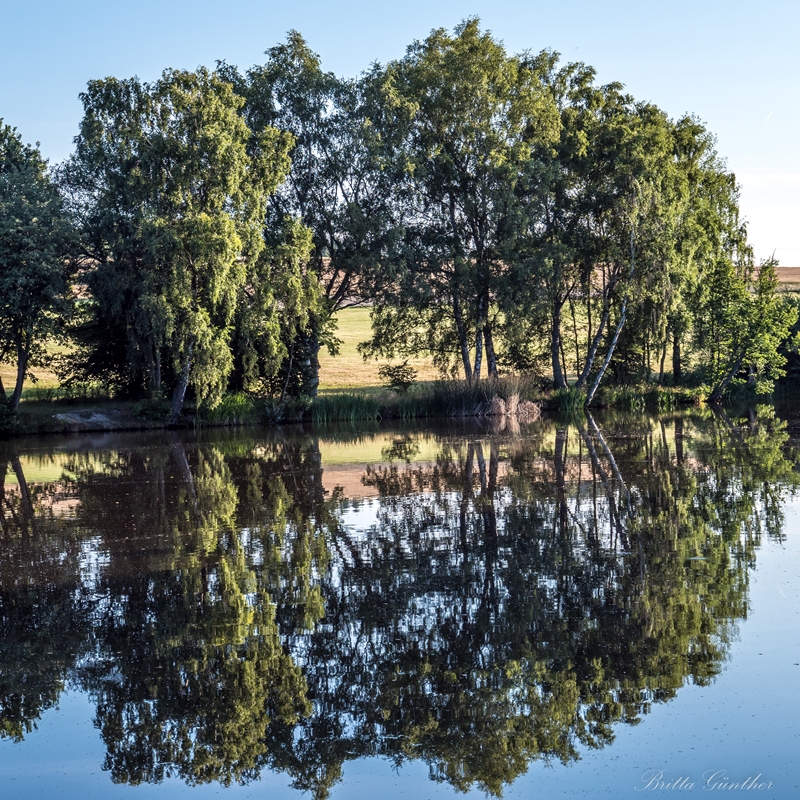 Bäume am See 2