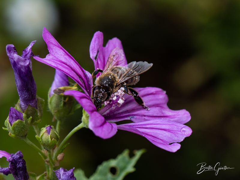 Blume mit Biene