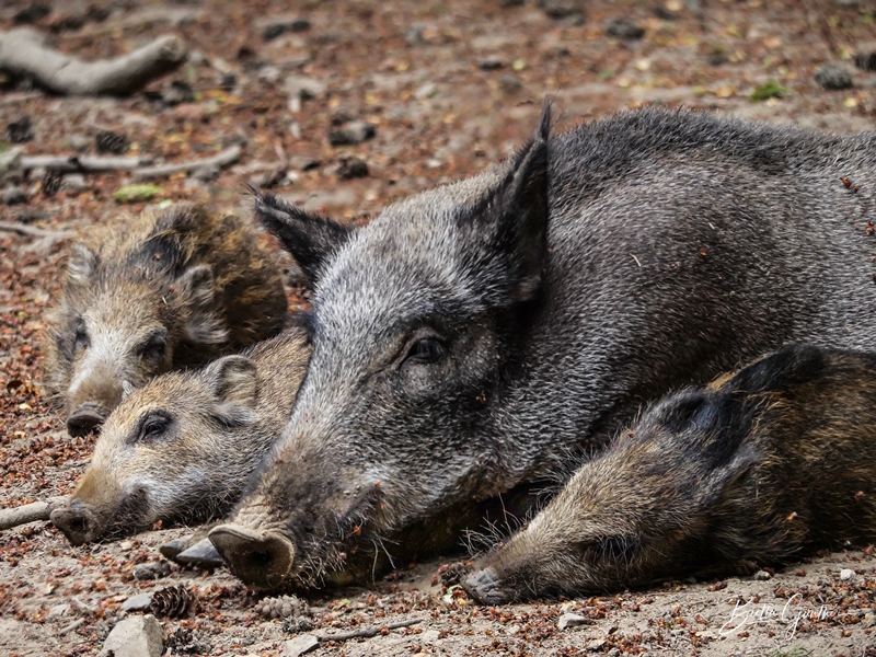 schlafende Wildschweine