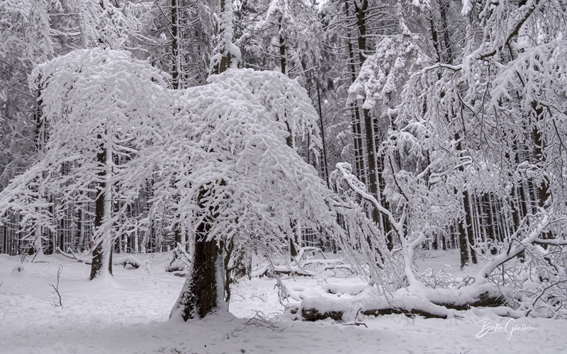 Winterlandschaft