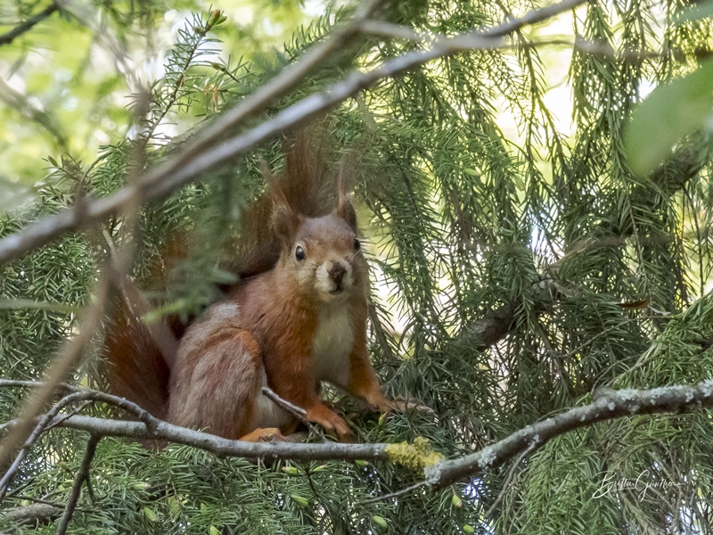 Eichhörnchen